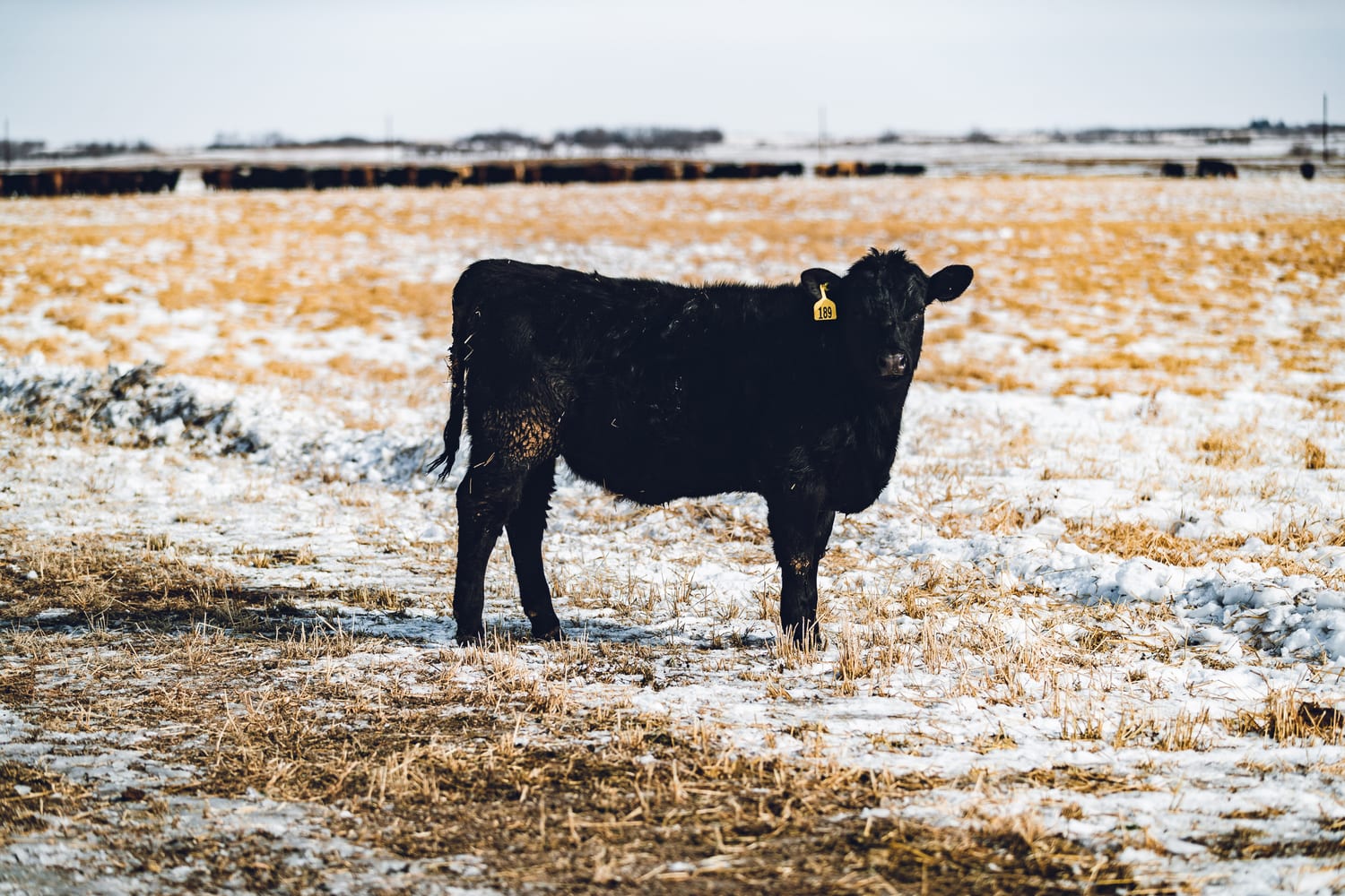 Black exotic cross cattle photographed against a dark background