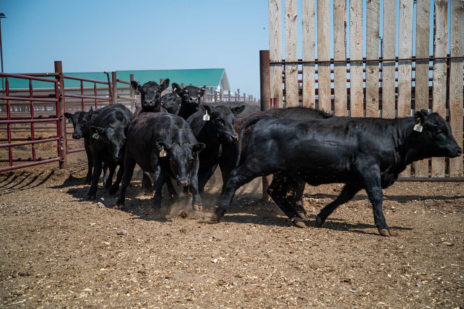 Cattle moving calmly through the handling alley at Lazy T Ranch