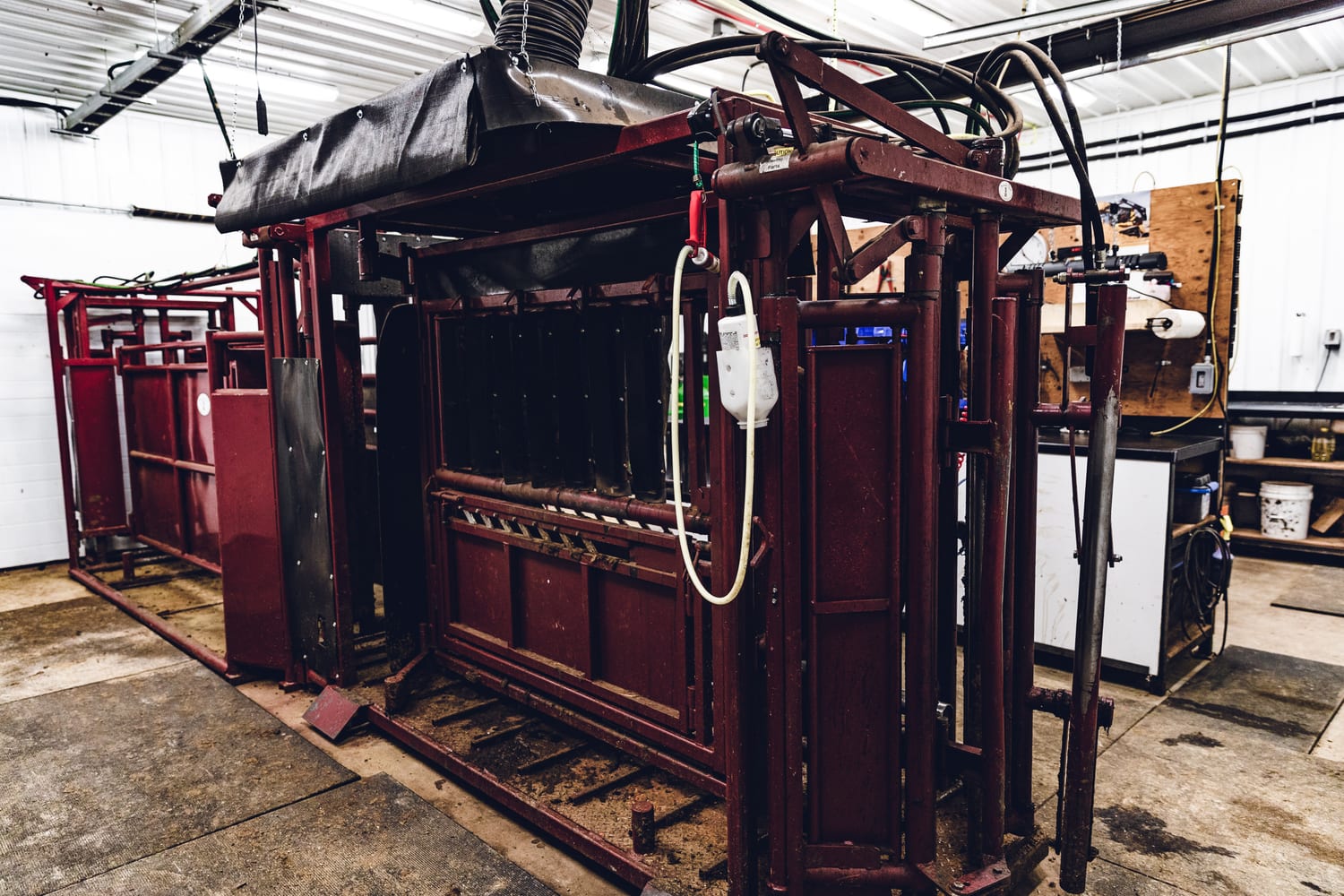Maroon hydraulic squeeze chute in the Lazy T Ranch handling facility