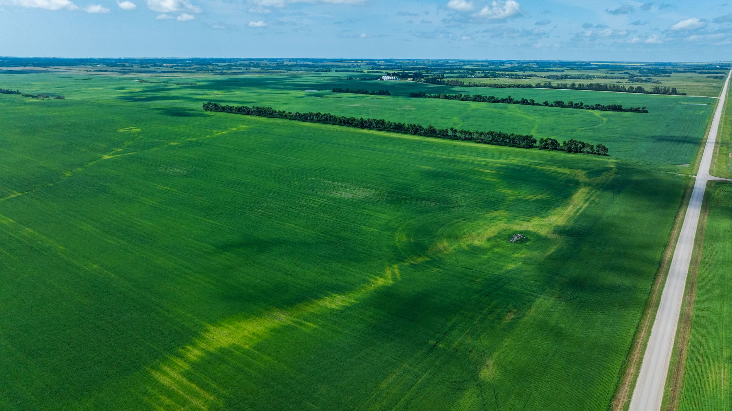 Aerial view of Lazy T Ranch fields and shelterbelts in the July growing season
